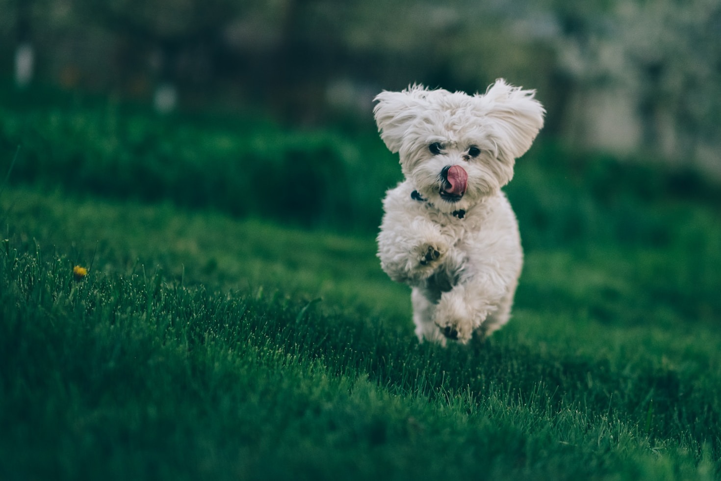 I benefici dell’osteopatia per il cane sportivo