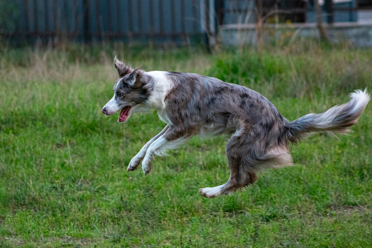 Fisioterapia veterinaria: quando è davvero necessaria